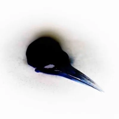 @namevarg.image profile image