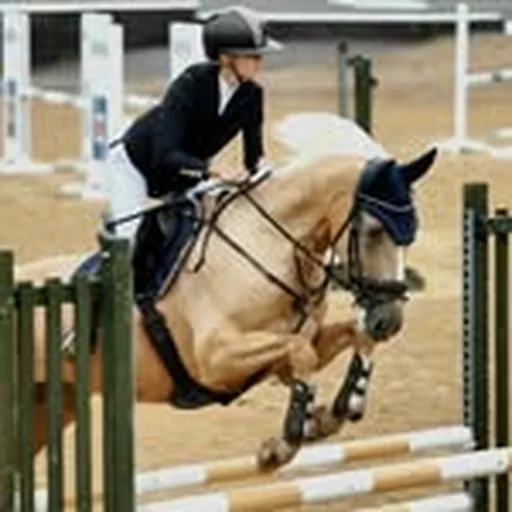@natalyawrightequestrian profile image