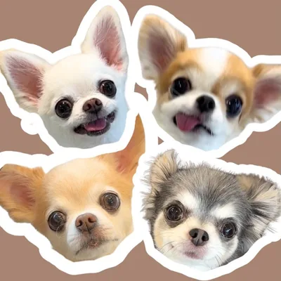 @natu816.chihuahua profile image