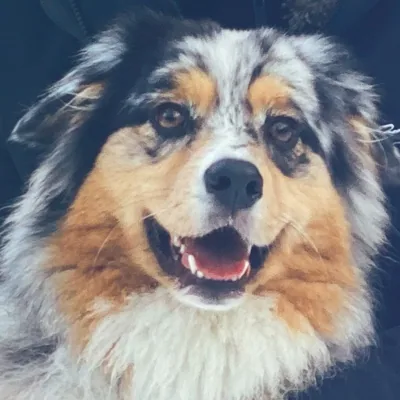 @nesdog profile image