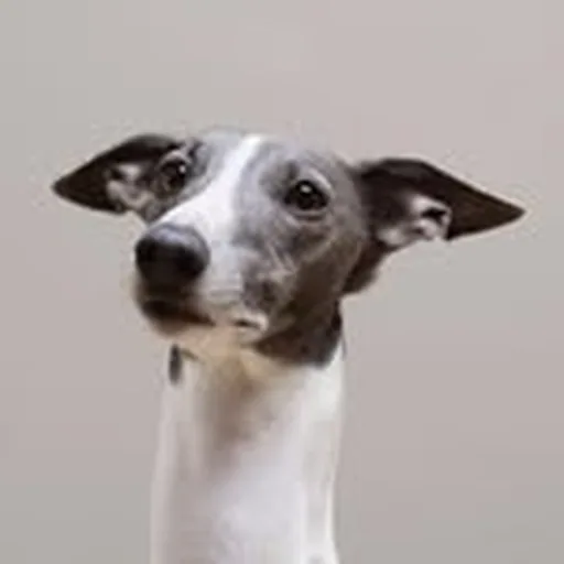 @nicklowesdog profile image