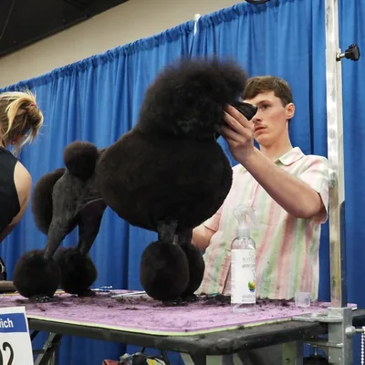 @nicksgroomingpage profile image