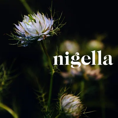 @nigella_sf profile image