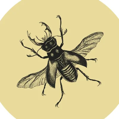 @nighthawkcrowncity profile image