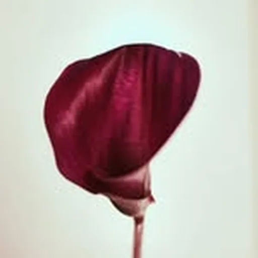 @nihhna profile image