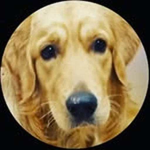 @nirenbhatt profile image