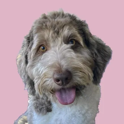 @noatherescuedoodle profile image