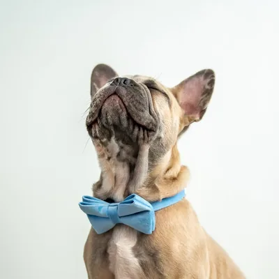 @norresthefrenchbulldog profile image