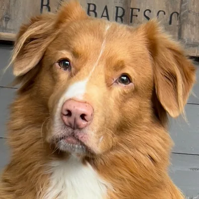 @novascotiaducktollingretrieve profile image