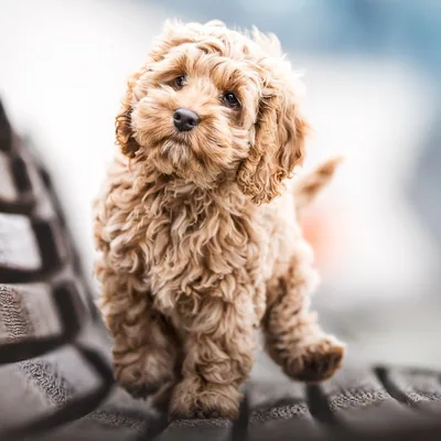 @nugget_thecockapoo profile image