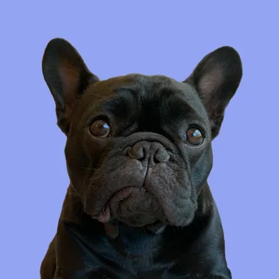 @oatiemeal profile image