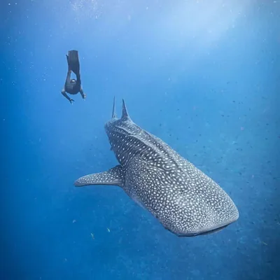 @oceanic_pulse_maldives profile image