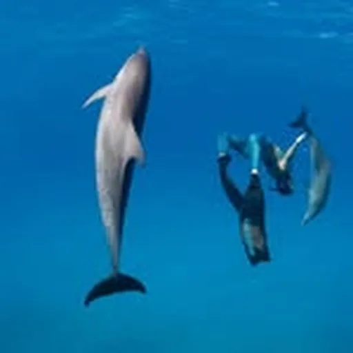 @oceantraveltrips profile image