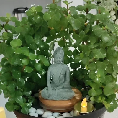 @odia_plantlover profile image
