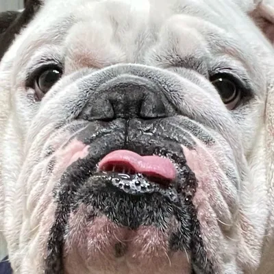 @odiethebullddog profile image
