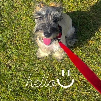 @ok_schnauzer profile image