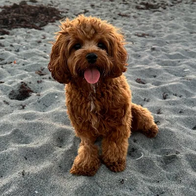 @olive.the.mini.cavapoo profile image