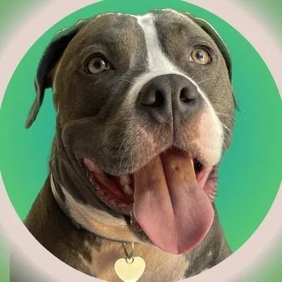 @olivia.amstaff profile image