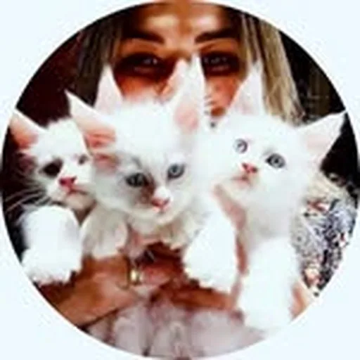 @omainecoon profile image