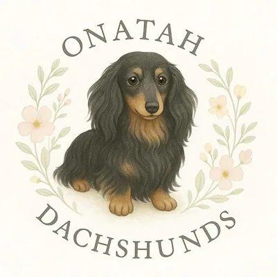 @onatahdachshunds profile image