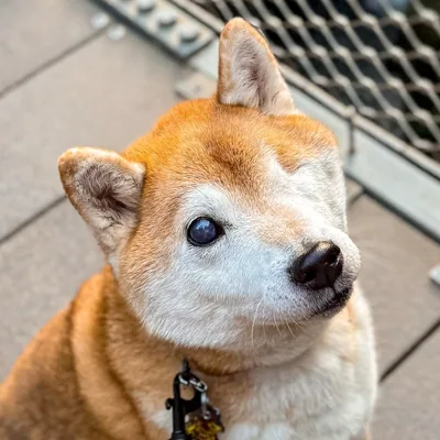 @one.eyed.zuko profile image