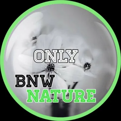@only_bnw_nature profile image