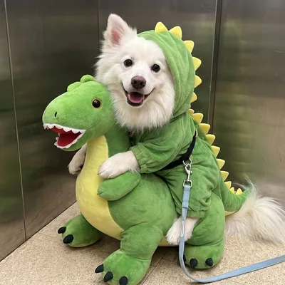 @oreo__thespitz profile image