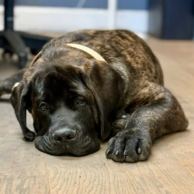 @otis_the_brindle_mastiff profile image