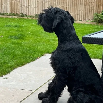 @otisthegiantschnauzer profile image