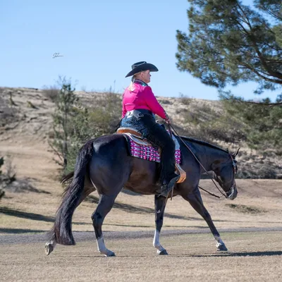 @owenperformancehorses profile image