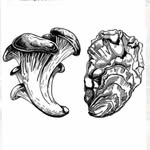 @oysteroysterdc profile image