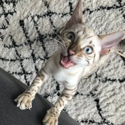 @pacha_the_bengal profile image