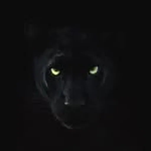 @panthers3x3 profile image