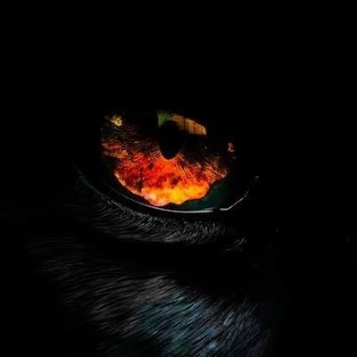 @panthersesports profile image