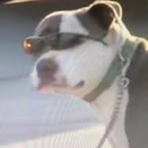 @papanugs profile image