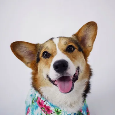 @pavlovthecorgi profile image