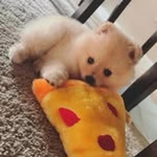 @paw profile image