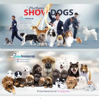 @pawfessional profile image