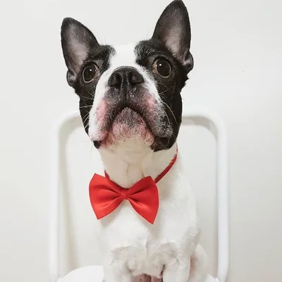 @pawpawbostonterriers profile image