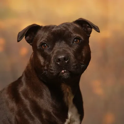 @peggy_the_kentish_staffy profile image