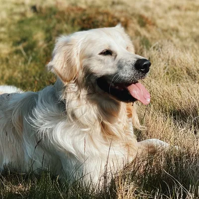 @pepthegoldenpup profile image