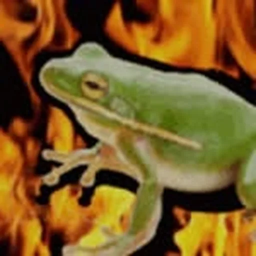 @pet_riso profile image
