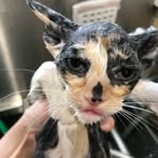 @petmignon profile image