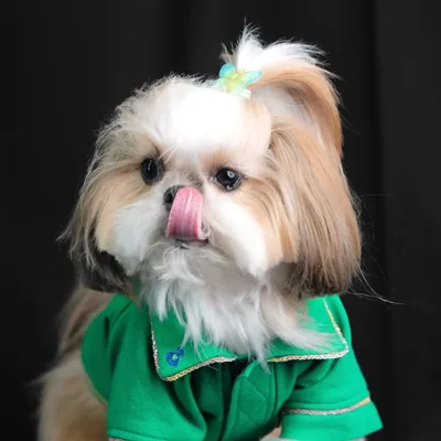 @phiphi.theshihtzu profile image