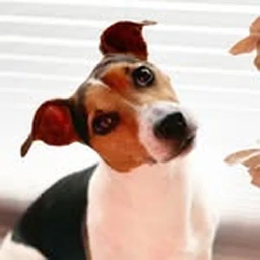 @piccojack profile image
