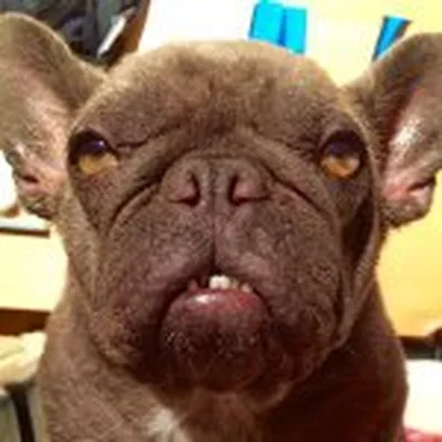 @pika_outofthe_hole profile image