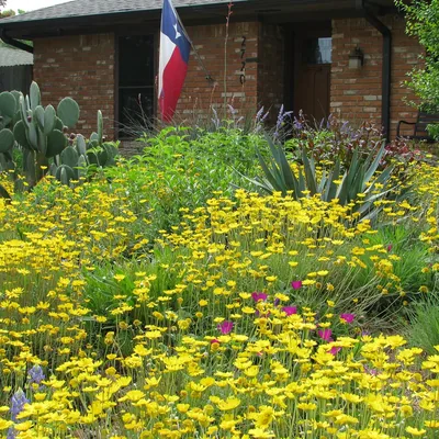 @planoprairiegarden profile image