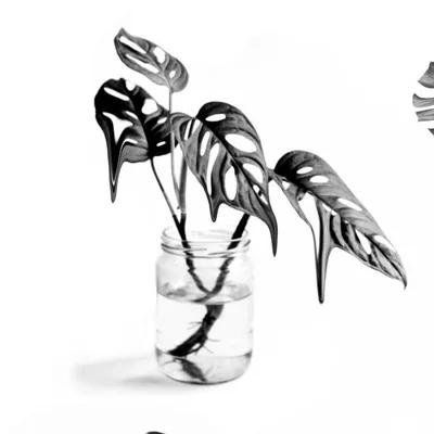 @plantsnpokes profile image