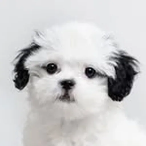 @pochaacccoo profile image