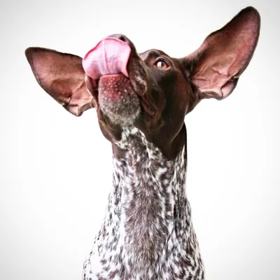 @pointandwag profile image